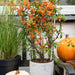 Pyracantha Coccinea Sunny Star - Sæt Med 2