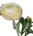 Kunstig Ranunkelcreme 57Cm Blomsterhandlerstilk