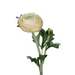Kunstig Ranunkelcreme 57Cm Blomsterhandlerstilk