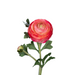Kunstig Ranunculus Fuchsia Stængel 57 Cm