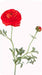 Kunstig Orange Ranunculus Boligindretning