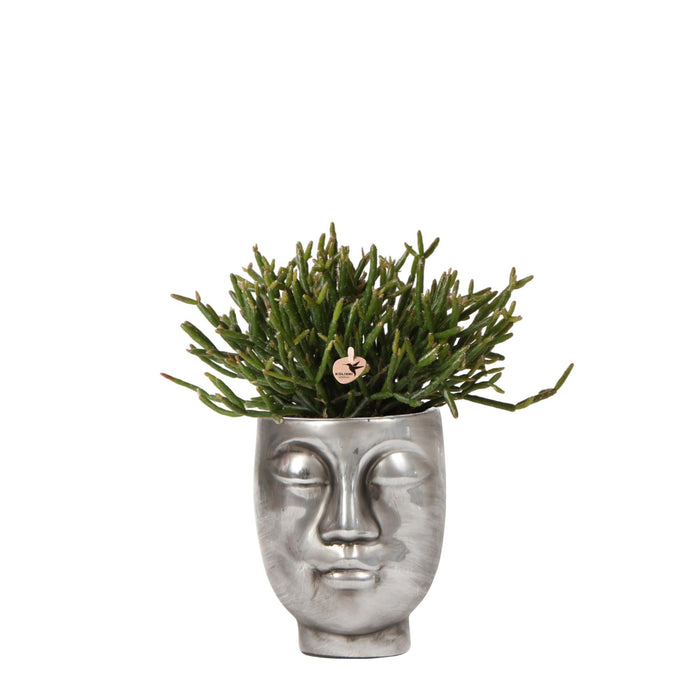 Rhipsalis Baccifera I Sølvpotte
