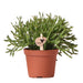 Rhipsalis Cereuscala Guld H7Cm