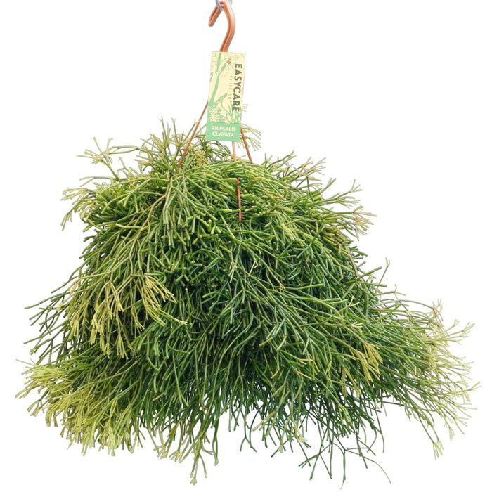 Rhipsalis Clavata