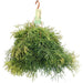 Rhipsalis Clavata