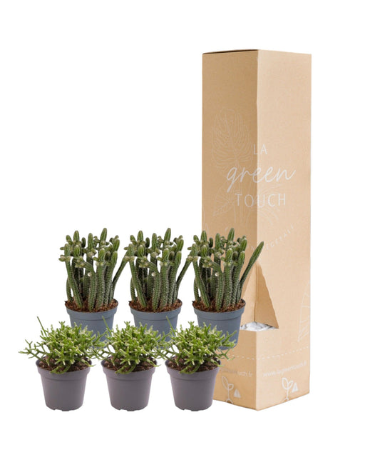 Rhipsalis - Sæt Med 6 Planter - Gaveæske