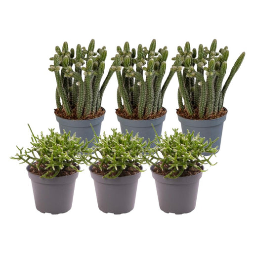 Rhipsalis - Sæt Med 6 Planter - Gaveæske