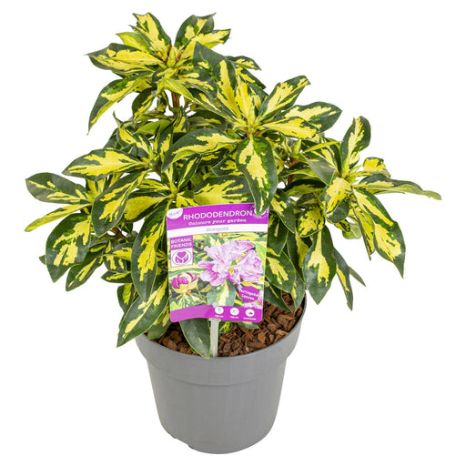 Rhododendron 'Gold Leaf' - ↨35Cm - Ø19Cm - Udendørs Plante