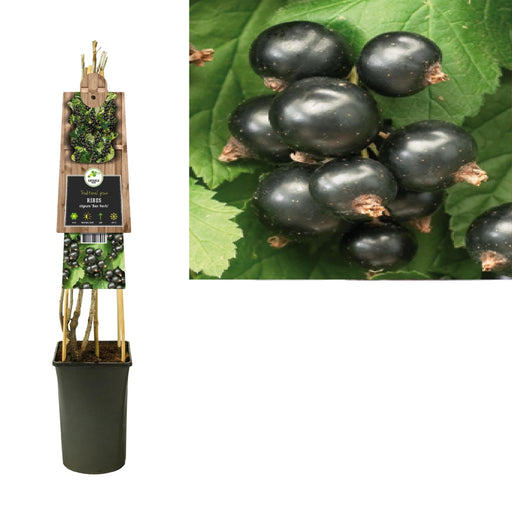 Ribes Nigrum 'Ben Nevis'+3.0 Label - Ø17Cm - ↕75Cm
