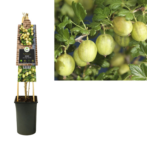 Ribes Uva-Crispa 'Invicta' +3,0 Label - Ø17Cm - ↕75Cm