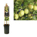 Ribes Uva-Crispa 'Invicta' +3,0 Label - Ø17Cm - ↕75Cm