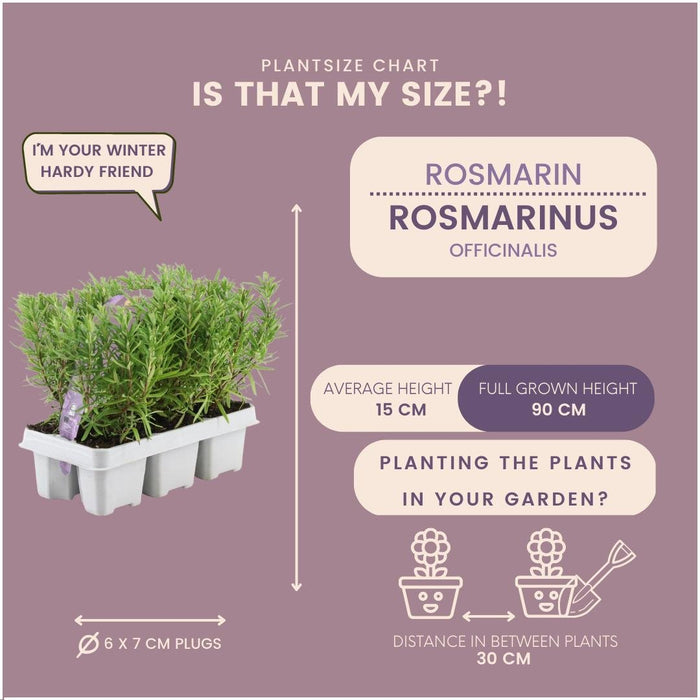 Rosmarin - 12 Pakker Af 6