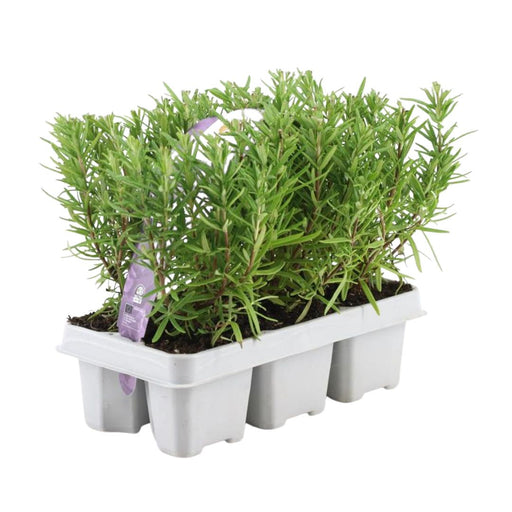 Rosemary - Sæt Med 6 Stk