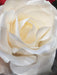 Kæmpe Kunstig Rose Hvid 125 Cm Interiør Dekoration