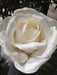 Kæmpe Hvid Kunstig Rose 108 Cm Interiør Dekoration