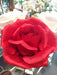 Kæmpe Kunstig Rose Rød 108 Cm Indvendig Dekoration