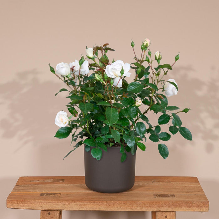 Hvid Rosenbusk - Udendørs Blomstrende Plante