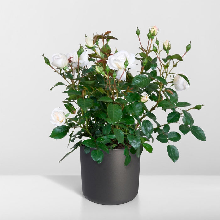 Hvid Rosenbusk - Udendørs Blomstrende Plante