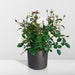 Hvid Rosenbusk - Udendørs Blomstrende Plante