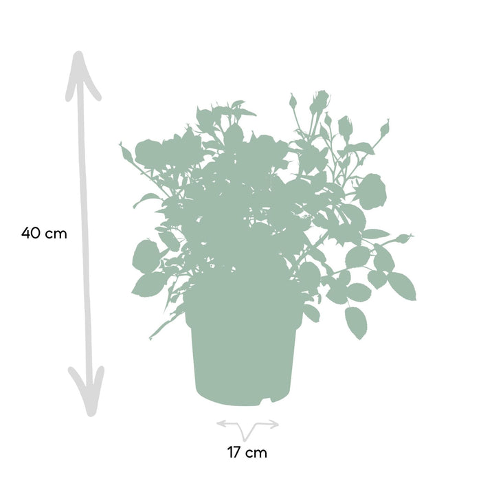Hvid Rosenbusk - Udendørs Blomstrende Plante
