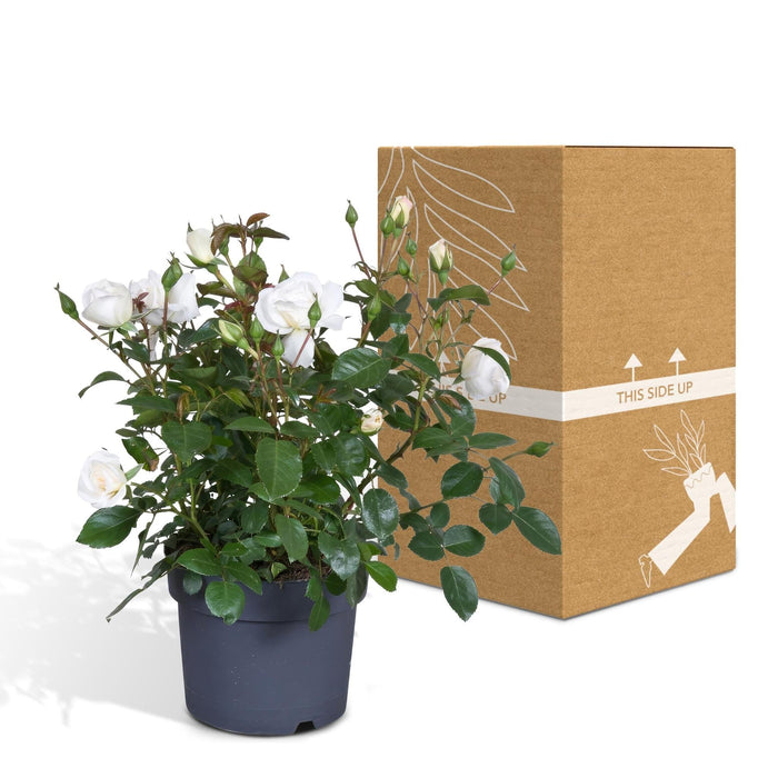 Hvid Rosenbusk - Udendørs Blomstrende Plante