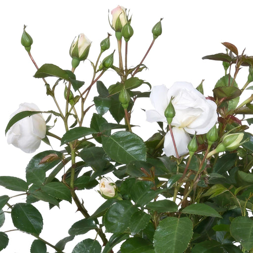 Hvid Rosenbusk - Udendørs Blomstrende Plante