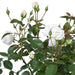 Hvid Rosenbusk - Udendørs Blomstrende Plante
