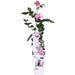 Rose Bush Crazy In Love 'Pink' - ↨65Cm - Ø15 - Udendørs Blomstrende Busk
