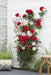 Rose Bush Crazy In Love 'Pink' - ↨65Cm - Ø15 - Udendørs Blomstrende Busk