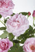 Rose Bush Crazy In Love 'Pink' - ↨65Cm - Ø15 - Udendørs Blomstrende Busk