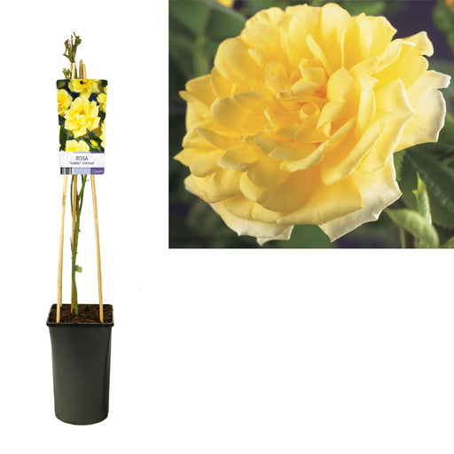 Gyldengul Rosenbusk D17Cm H75Cm
