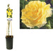 Gyldengul Rosenbusk D17Cm H75Cm
