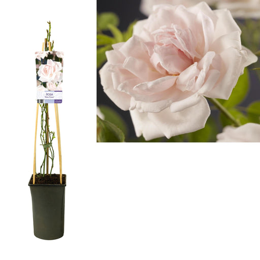 Rosenbusk New Dawn D17Cm H75Cm