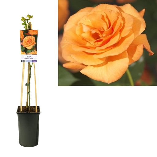 Rose Bush Orange D17Cm H75Cm