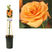 Rose Bush Orange D17Cm H75Cm