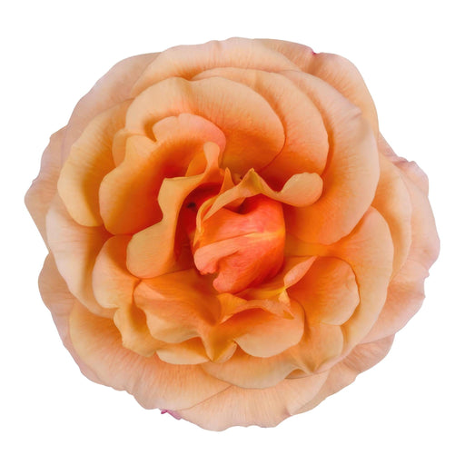 Orange Rosenbusk - Udendørs Blomstrende Plante