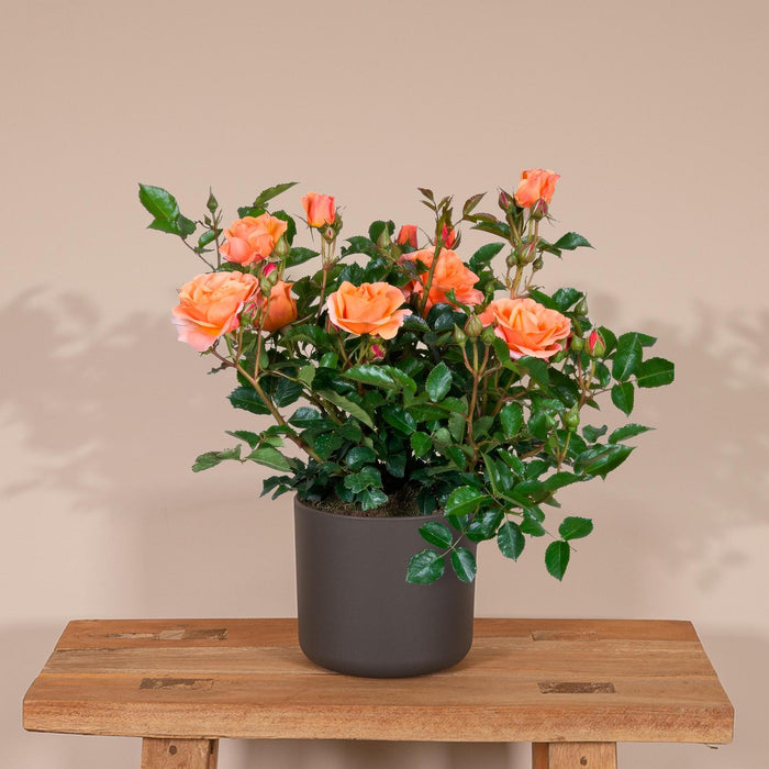 Orange Rosenbusk - Udendørs Blomstrende Plante