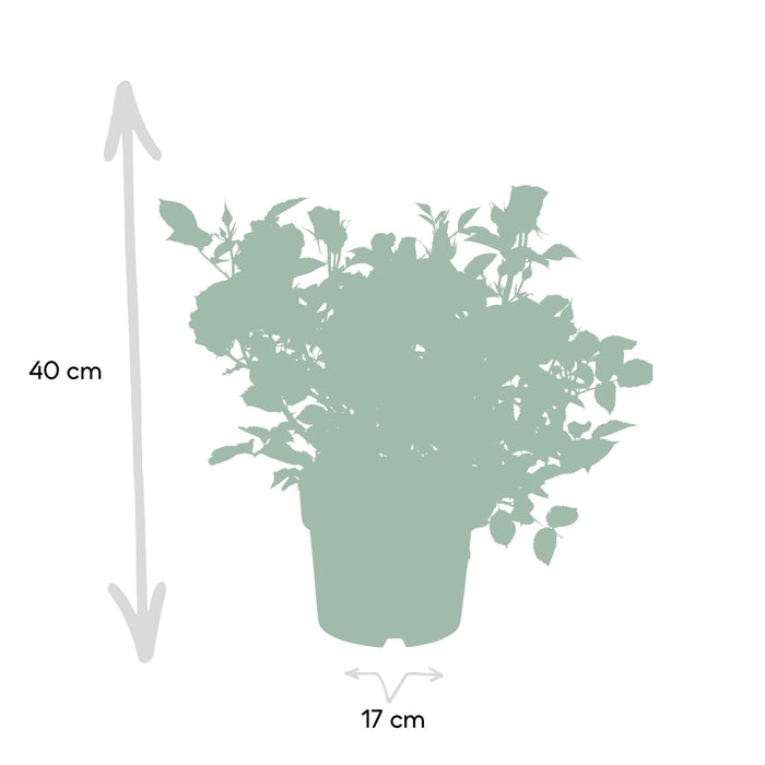 Orange Rosenbusk - Udendørs Blomstrende Plante