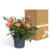 Orange Rosenbusk - Udendørs Blomstrende Plante
