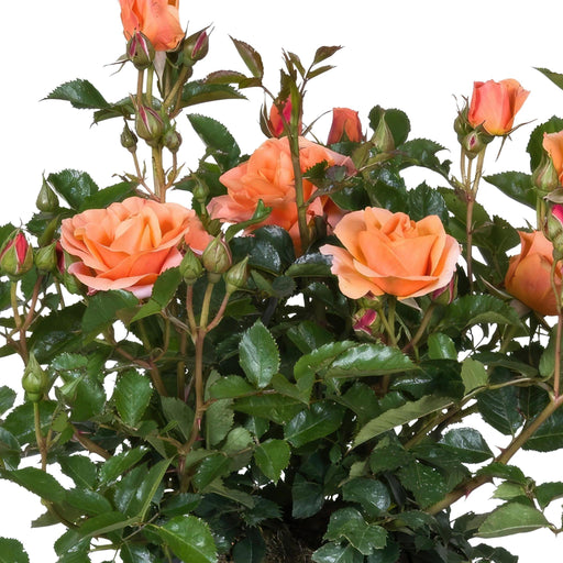 Orange Rosenbusk - Udendørs Blomstrende Plante