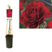 Rosenbusk Paul'S Sclarlet Climber D17Cm H75Cm