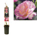 Pink Candy Rose Bush D17Cm H75Cm