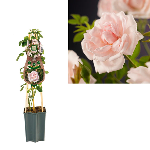 Pastel Pink Rose Bush D15Cm H65Cm