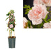 Pastel Pink Rose Bush D15Cm H65Cm