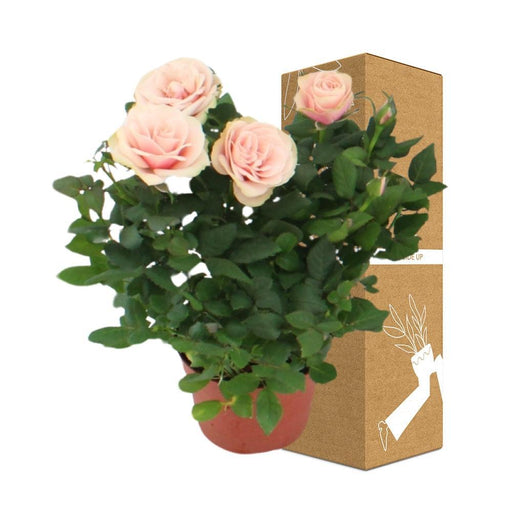 Powder Pink Rose Bush