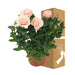 Powder Pink Rose Bush