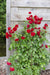 Rød Rosenbusk - ↨65Cm - Ø15 - Blomstrende Busk