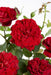 Rød Rosenbusk - ↨65Cm - Ø15 - Blomstrende Busk