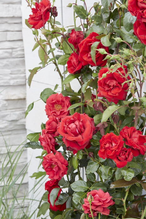 Rød Rosenbusk - ↨65Cm - Ø15 - Blomstrende Busk