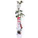Rød Rosenbusk - ↨65Cm - Ø15 - Blomstrende Busk